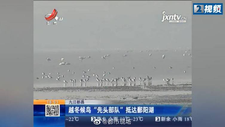 【#九江#越冬候鸟“先头部队”抵达鄱阳湖】9月12日,鄱阳湖保护区科研科、都昌保护监测站在
